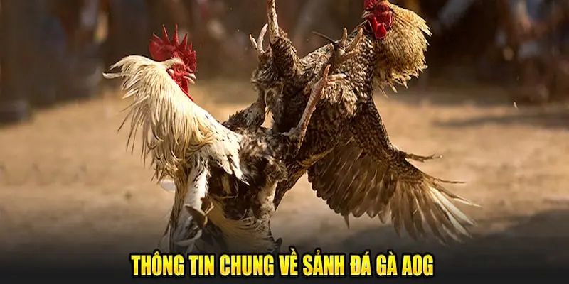 Đánh giá sự nổi bật của AOG đá gà
