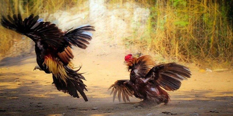 Cách soi đá gà thomo mang lại chiến thắng lớn